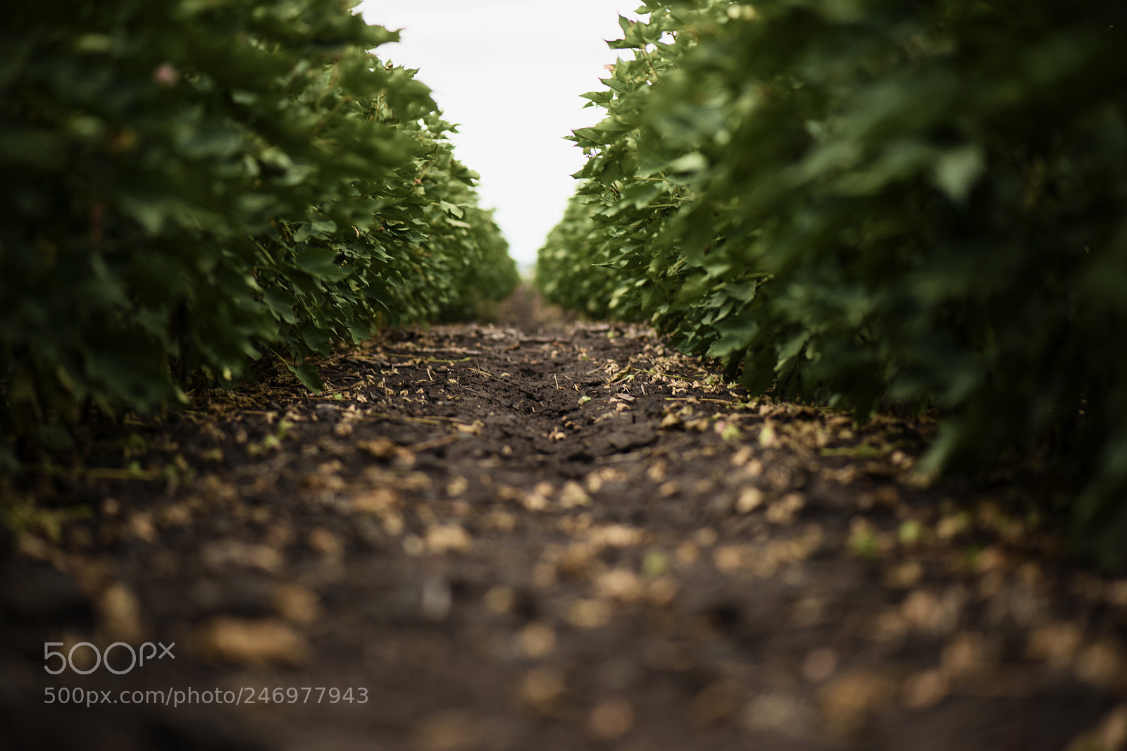 Nikon D800 sample photo. Cotton field in the photography