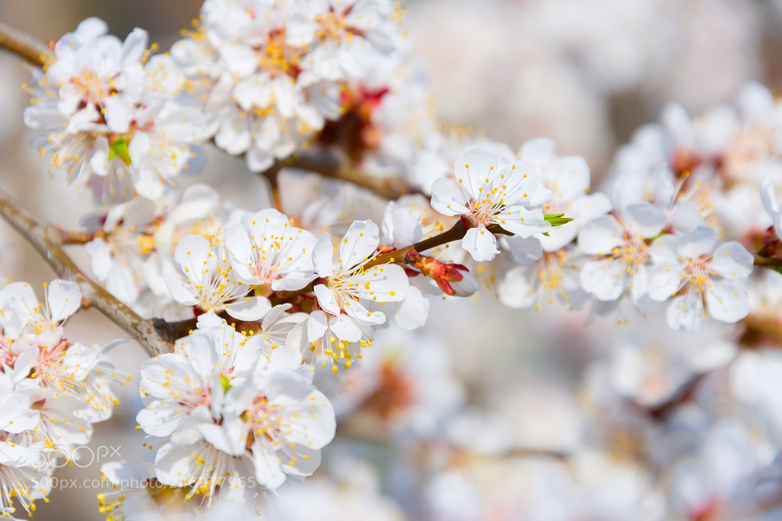 Nikon Df sample photo. Blossom flowers tree in photography