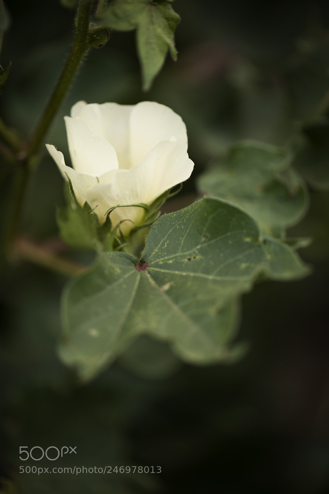 Nikon D800 sample photo. Cotton field in the photography