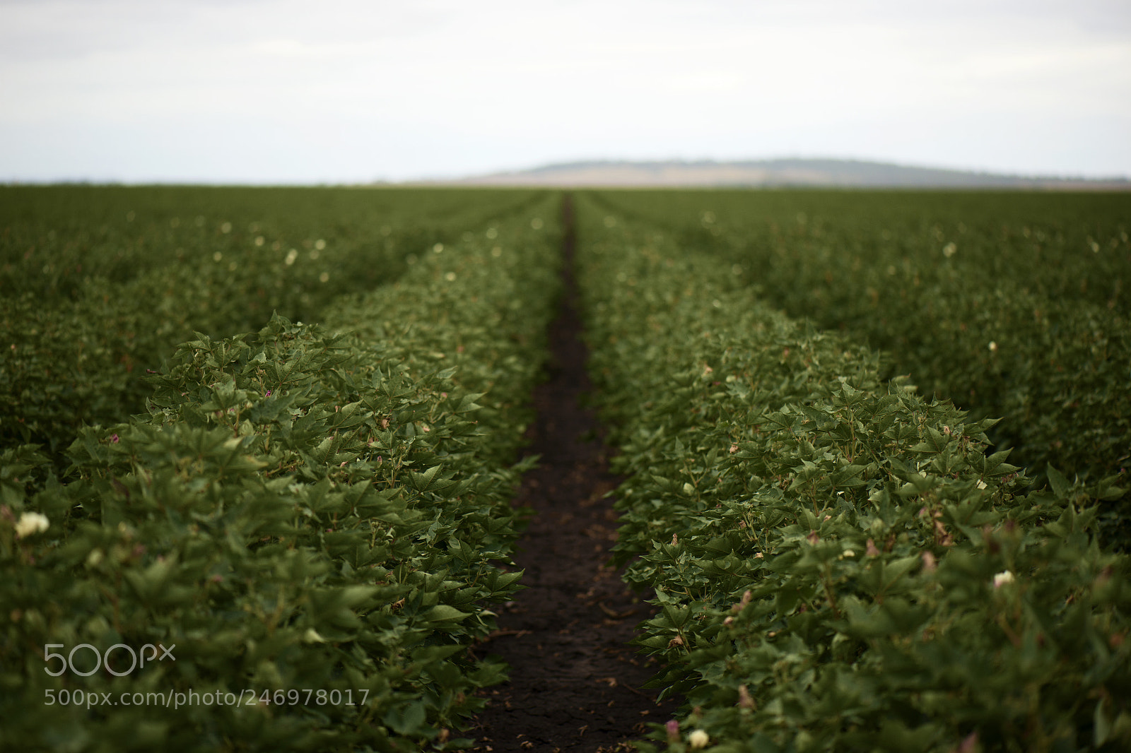 Nikon D800 sample photo. Cotton field in the photography