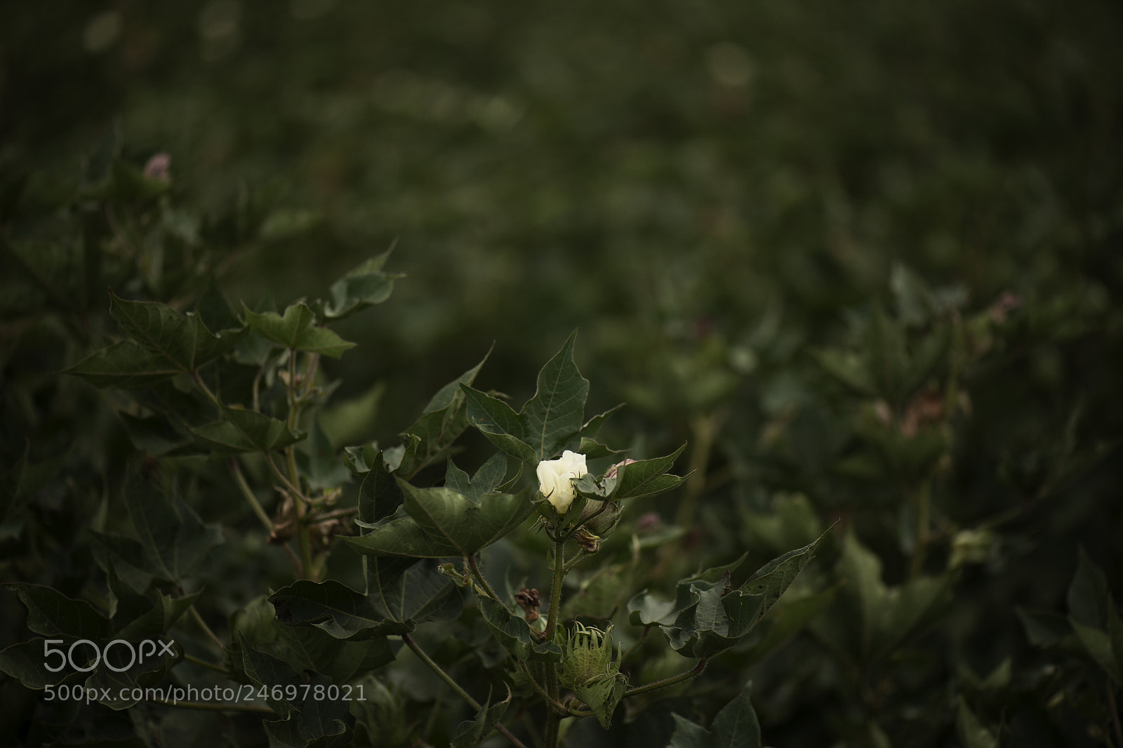 Nikon D800 sample photo. Cotton field in the photography