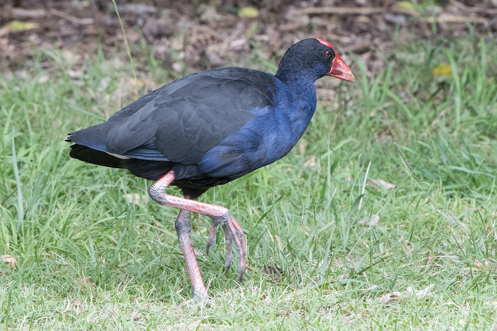 Nikon D500 sample photo. Pūkeko photography