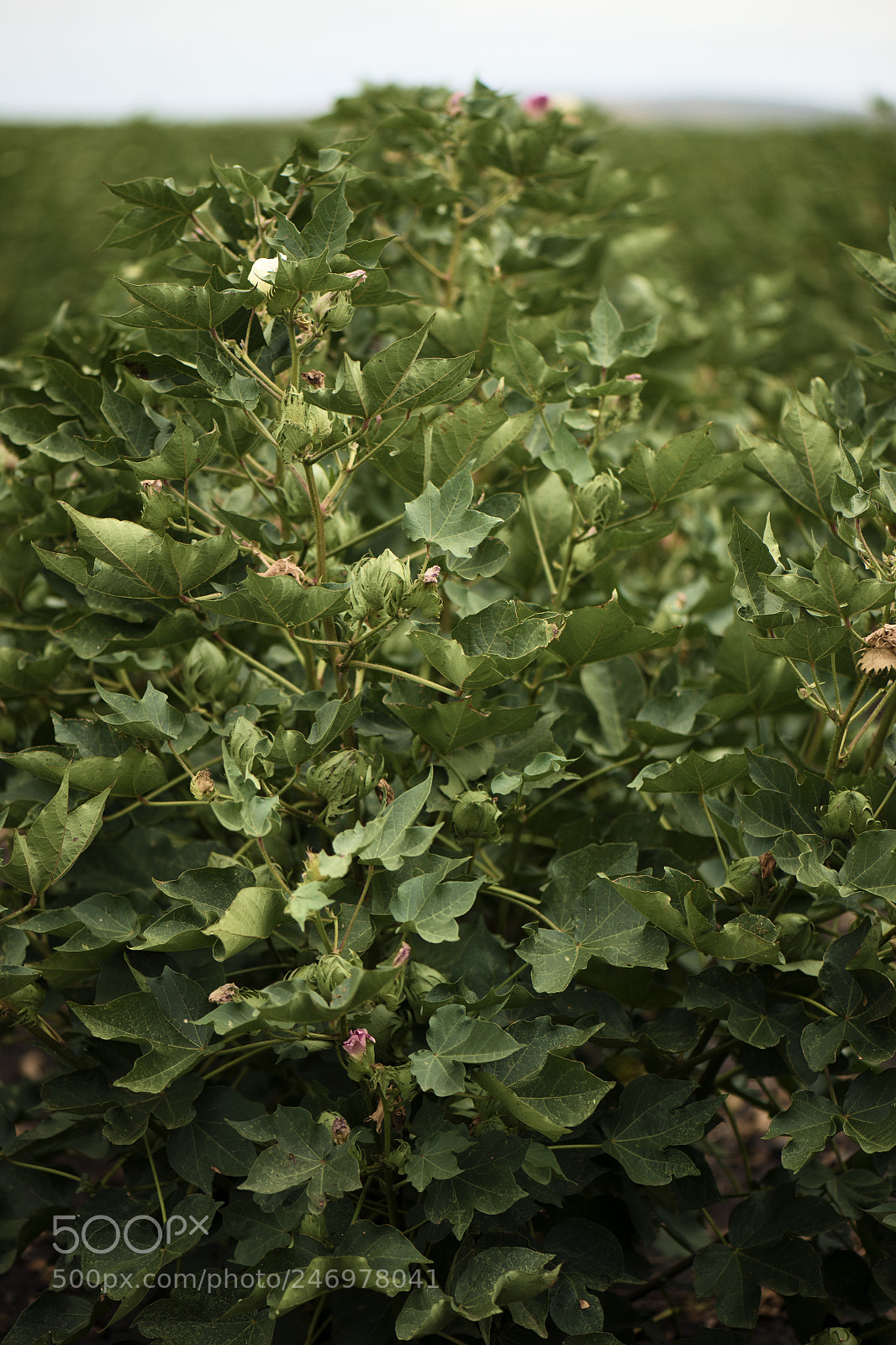 Nikon D800 sample photo. Cotton field in the photography