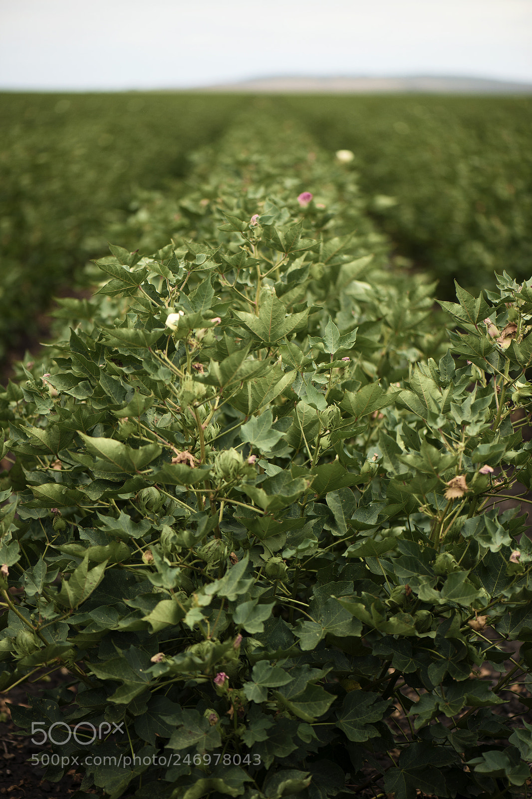 Nikon D800 sample photo. Cotton field in the photography
