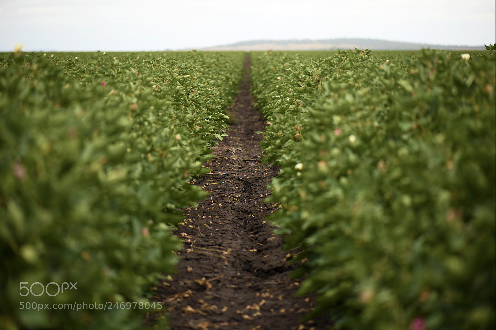 Nikon D800 sample photo. Cotton field in the photography
