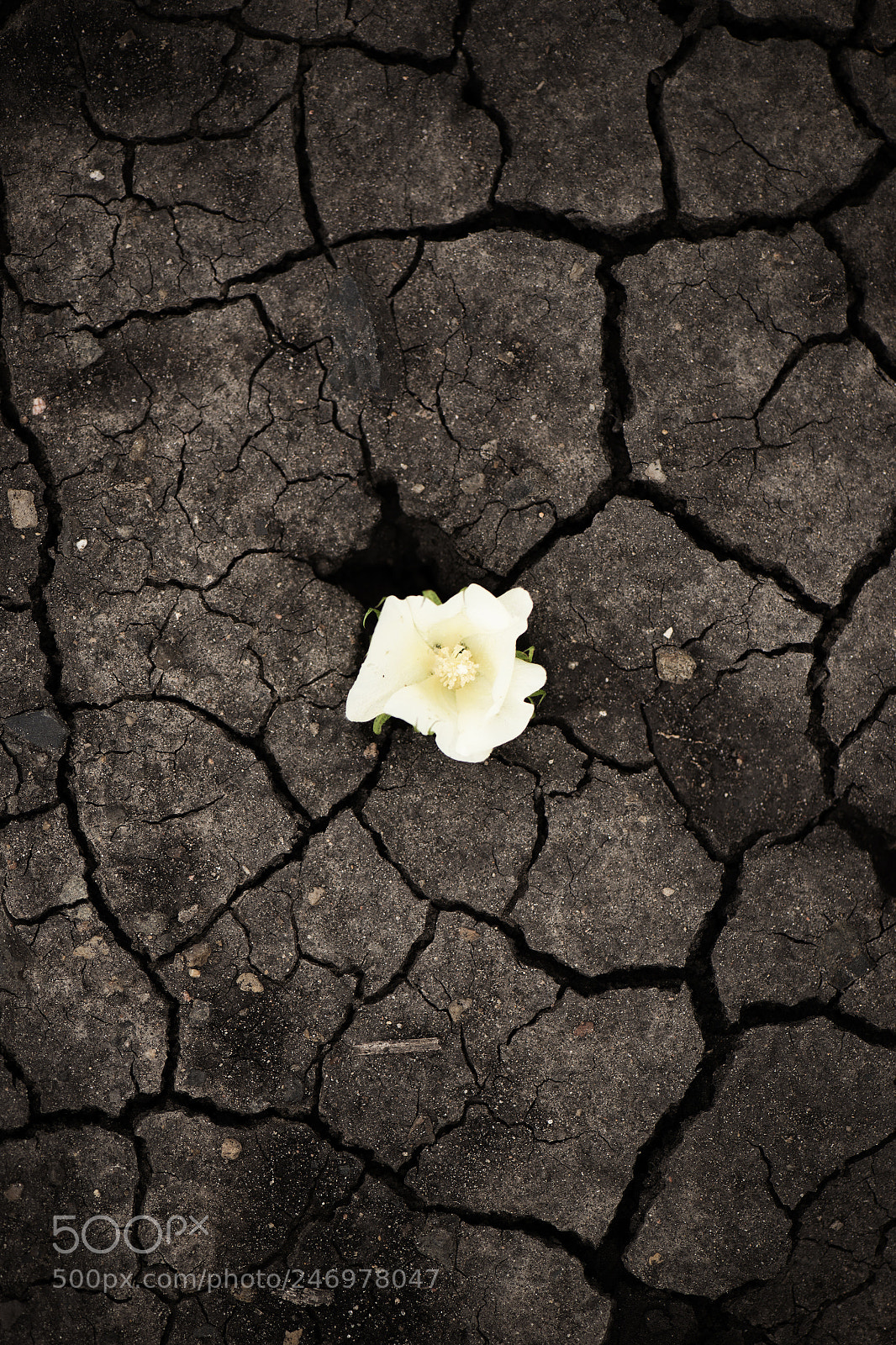 Nikon D800 sample photo. Cotton field in the photography