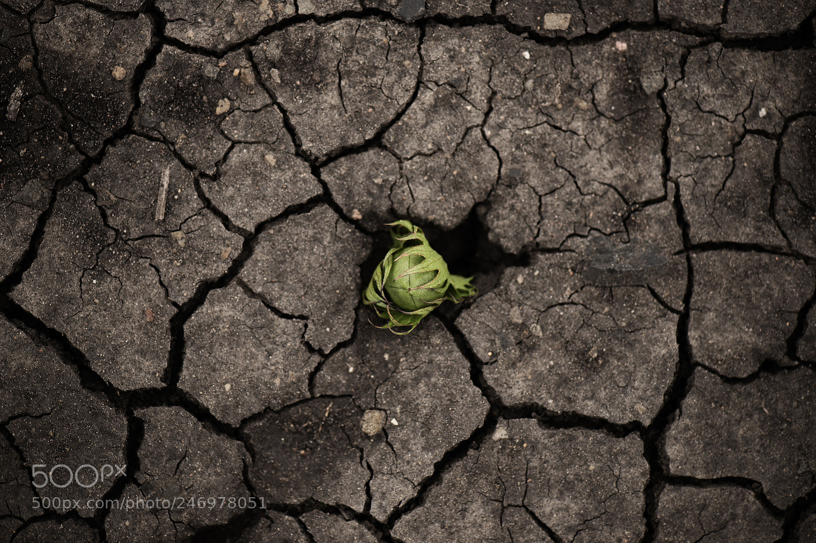 Nikon D800 sample photo. Cotton field in the photography