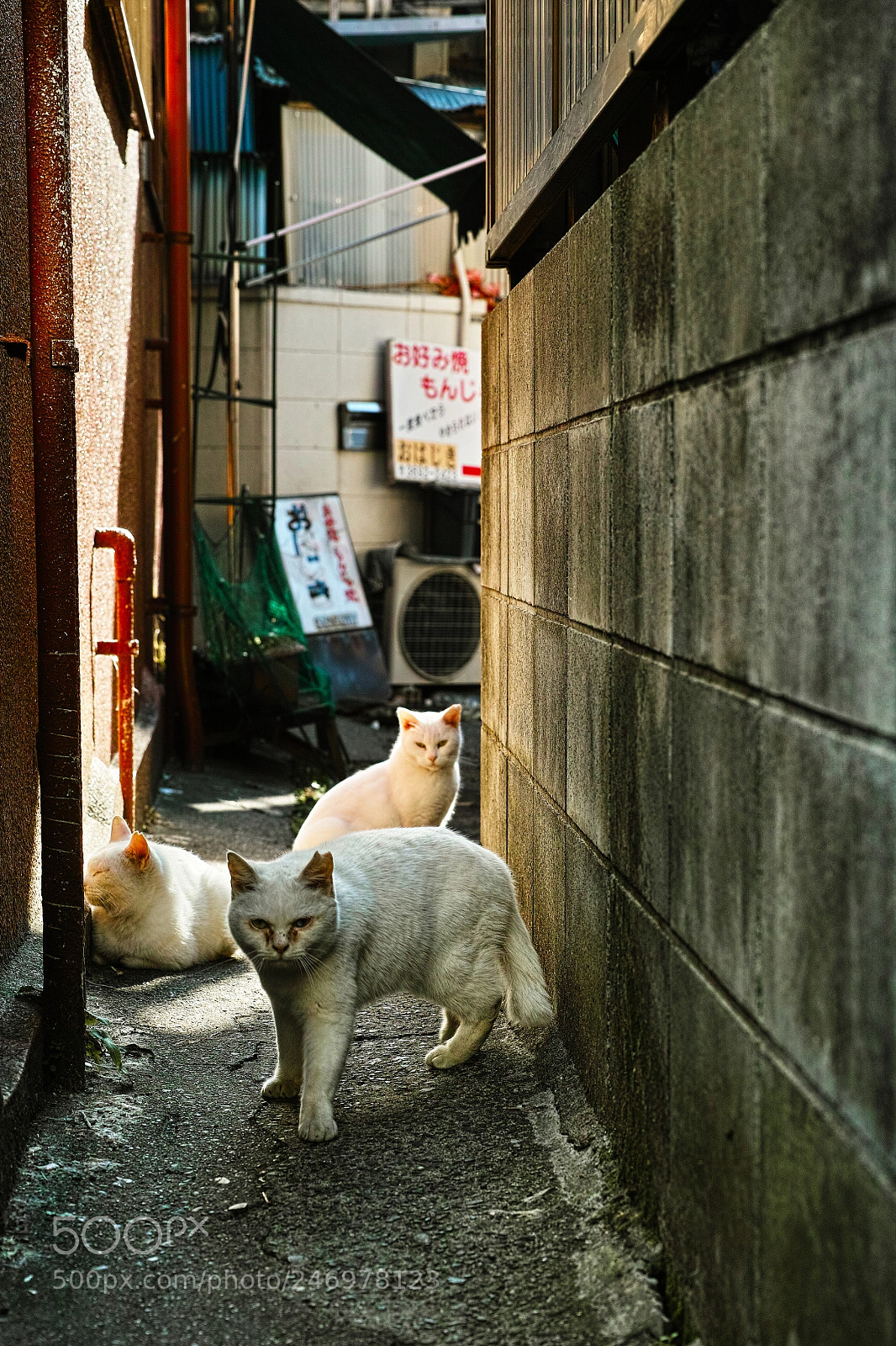 Sigma DP3 Merrill sample photo. Cat every day photography