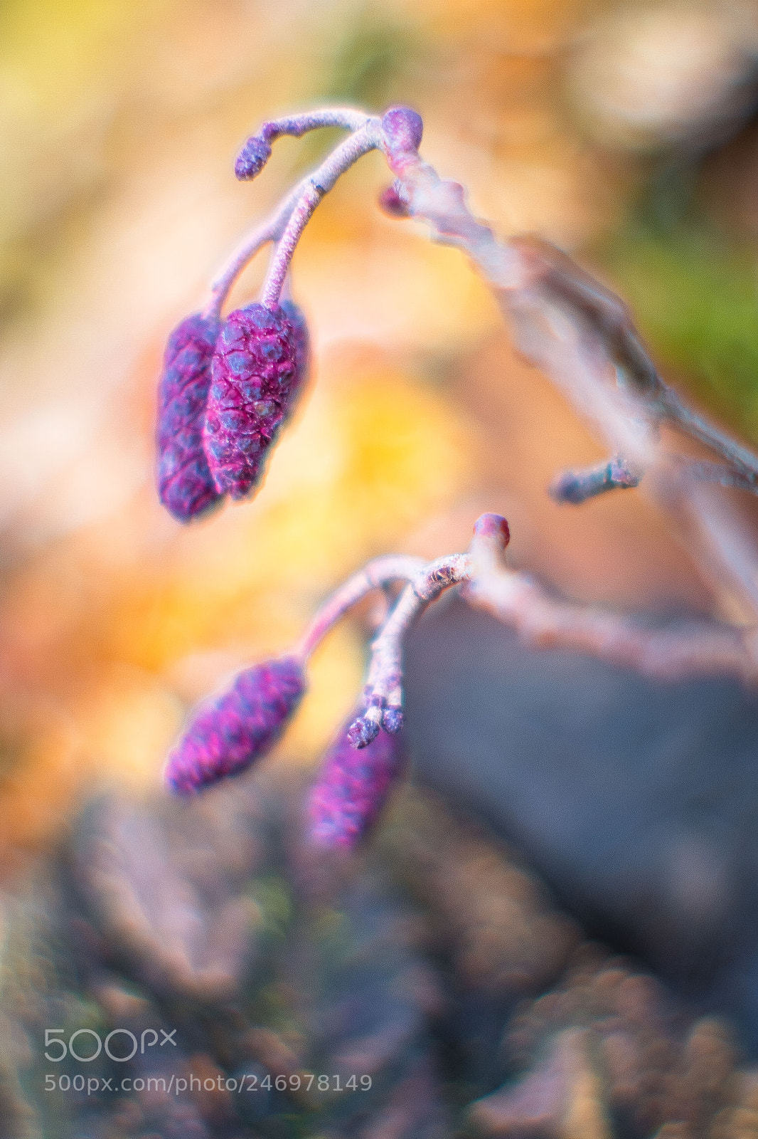 Fujifilm X-T2 sample photo. Untitled photography
