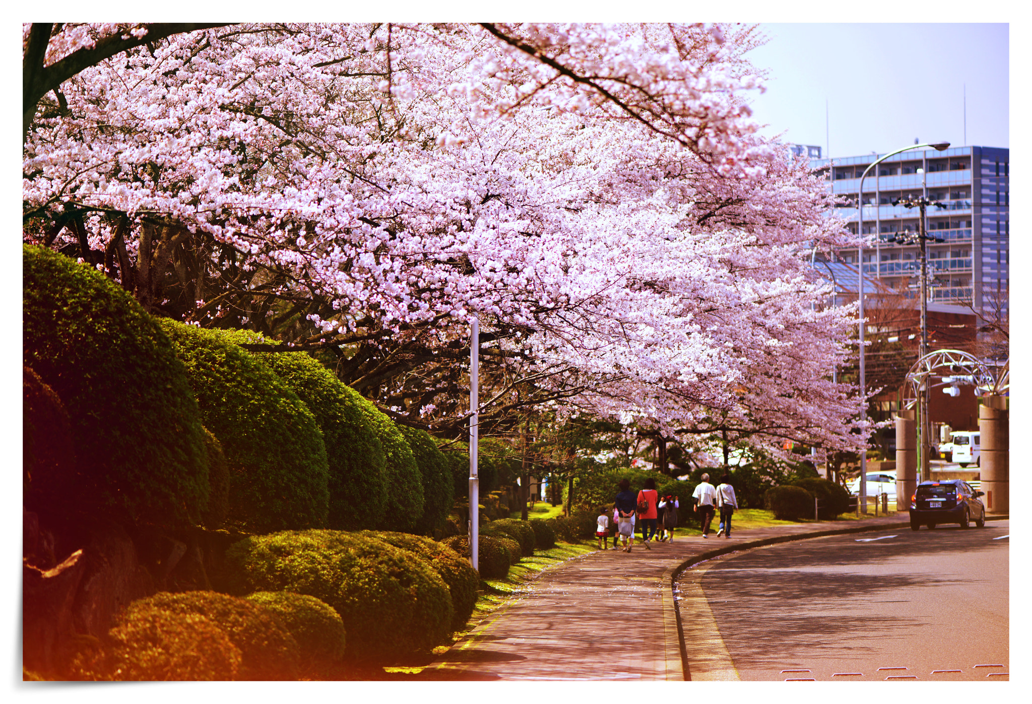 Nikon AF-S Micro-Nikkor 105mm F2.8G IF-ED VR sample photo. Cherry blossom photography