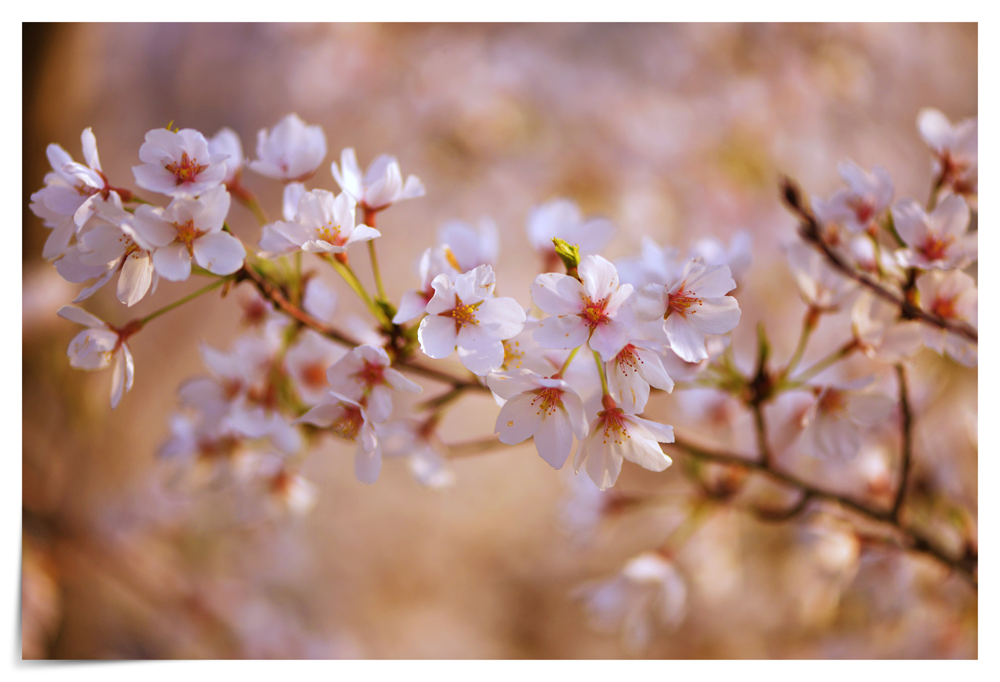 Nikon AF-S Micro-Nikkor 105mm F2.8G IF-ED VR sample photo. Cherry blossom photography