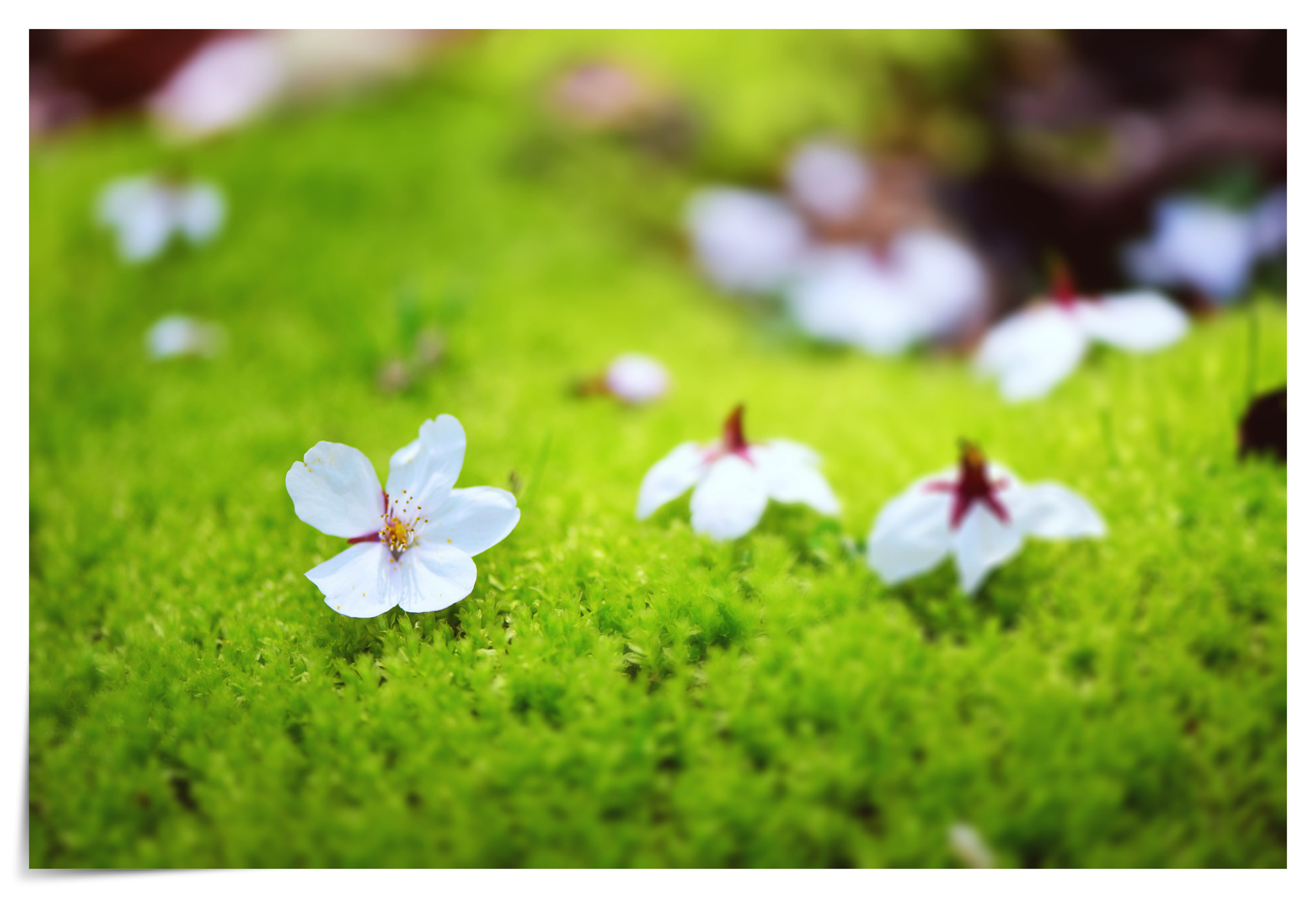 Nikon AF-S Micro-Nikkor 105mm F2.8G IF-ED VR sample photo. Cherry blossom photography