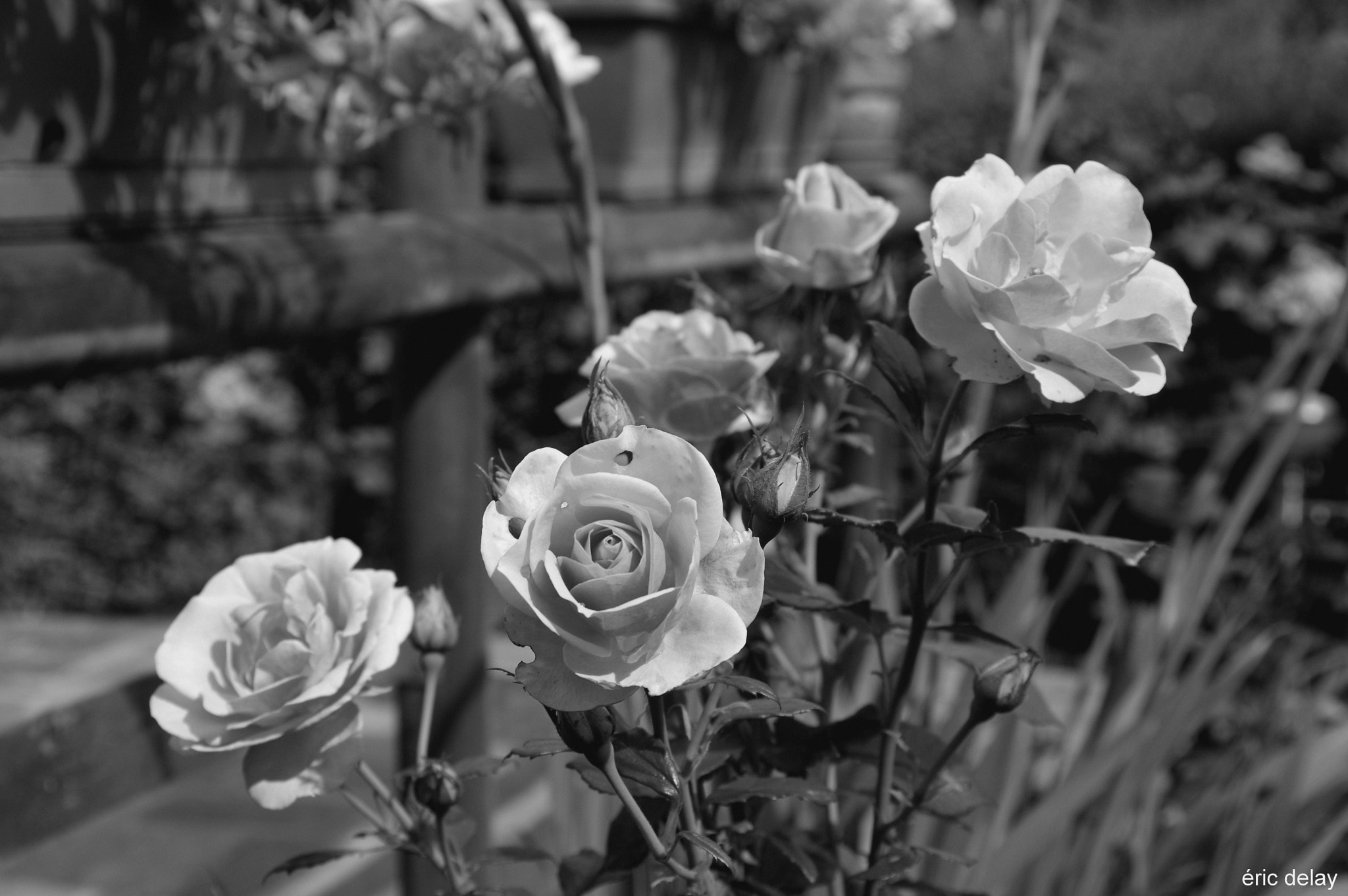 Pentax K-3 sample photo. Roses photography