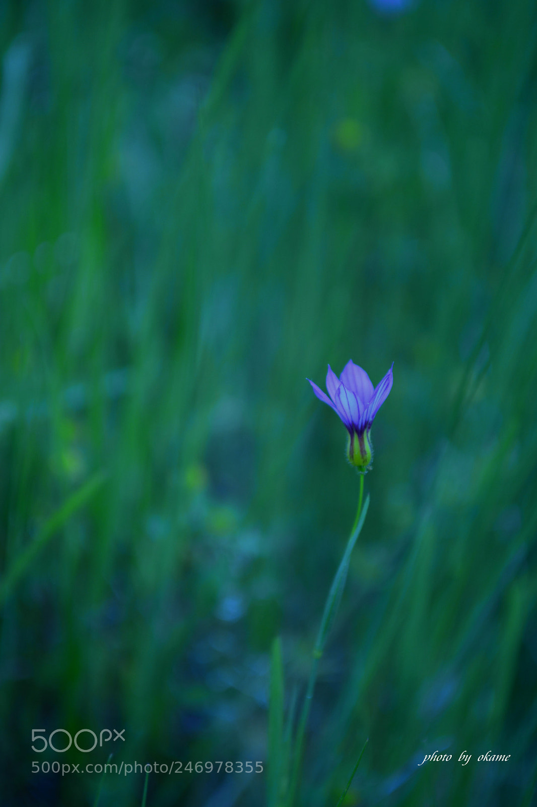 Nikon D5200 sample photo. Bloom quietly photography