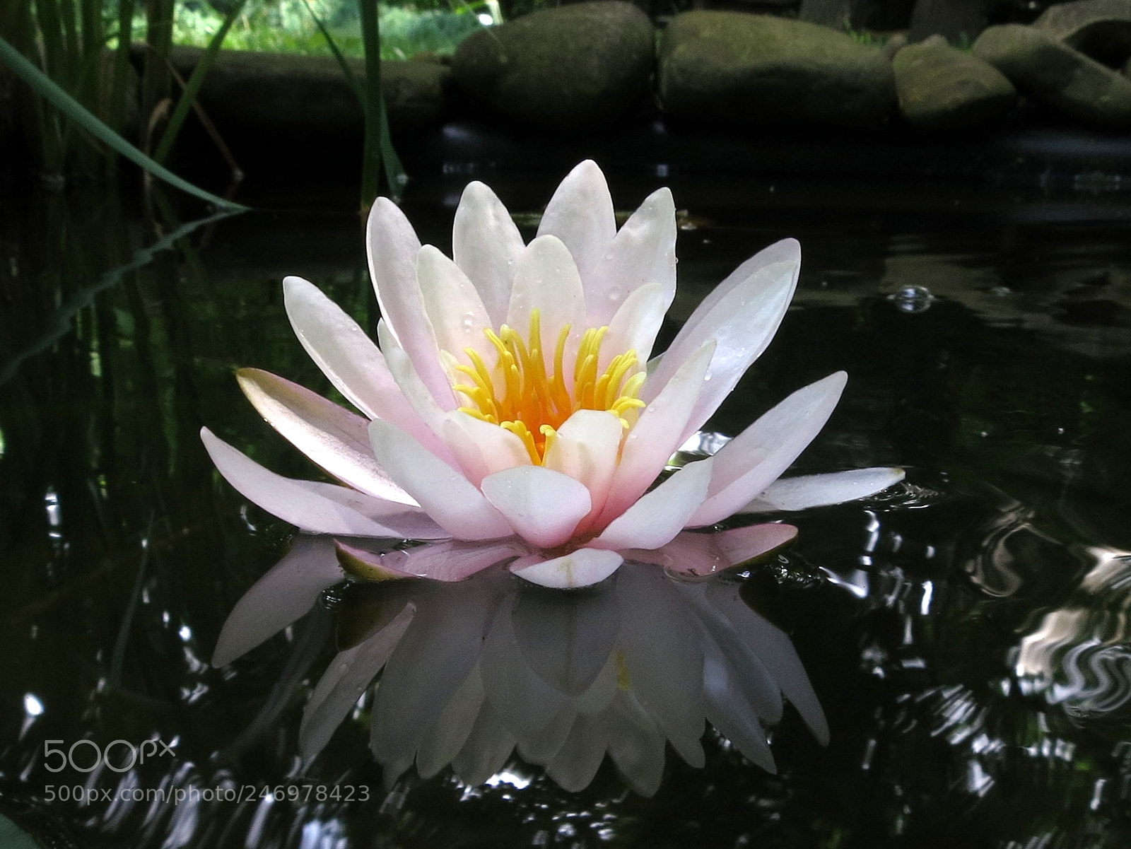 Canon PowerShot S100 sample photo. Water lily 'marliacea rosea' photography