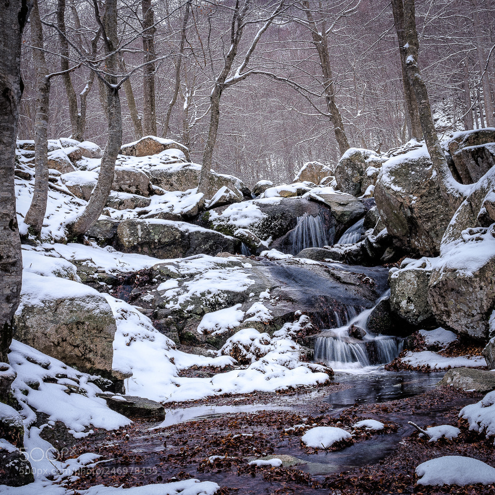 Sony a7R III sample photo. Winter photography