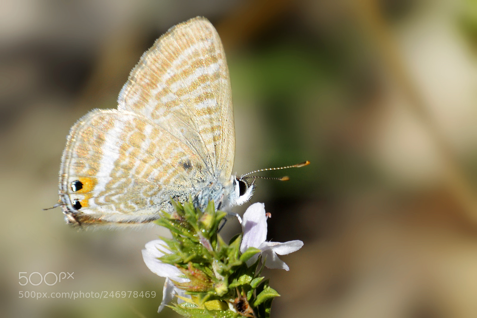 Nikon D5200 sample photo. Radiante photography