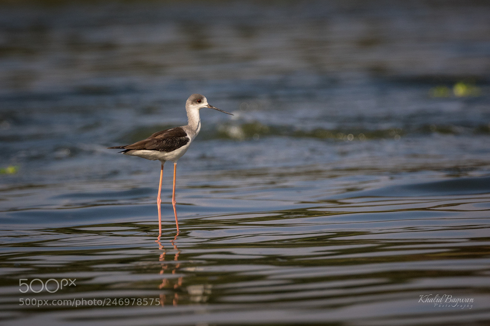 Canon EOS 7D Mark II sample photo. Black-winged stilt photography