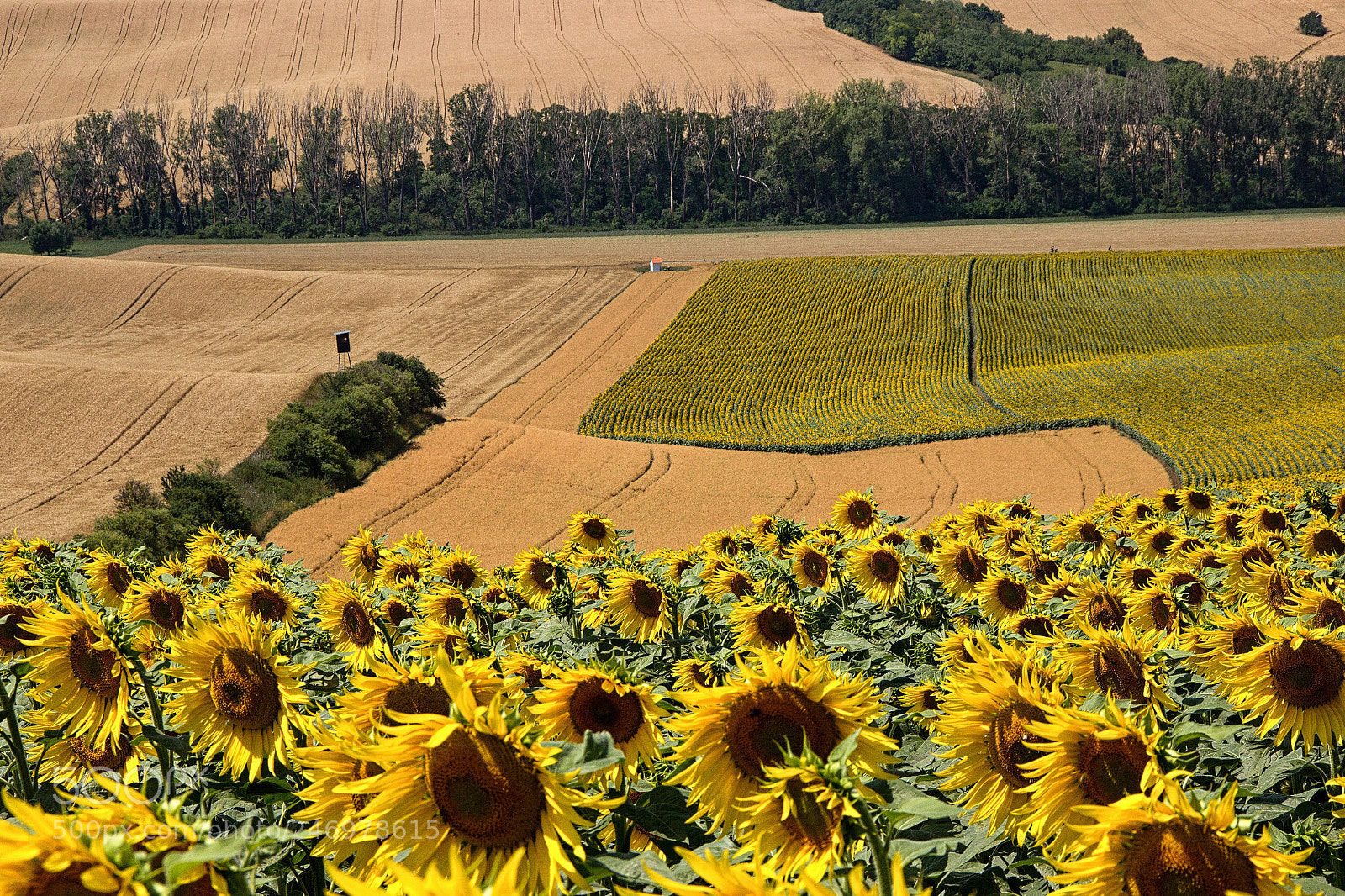 Canon EOS 600D (Rebel EOS T3i / EOS Kiss X5) sample photo. Sunflower at stavěšice photography
