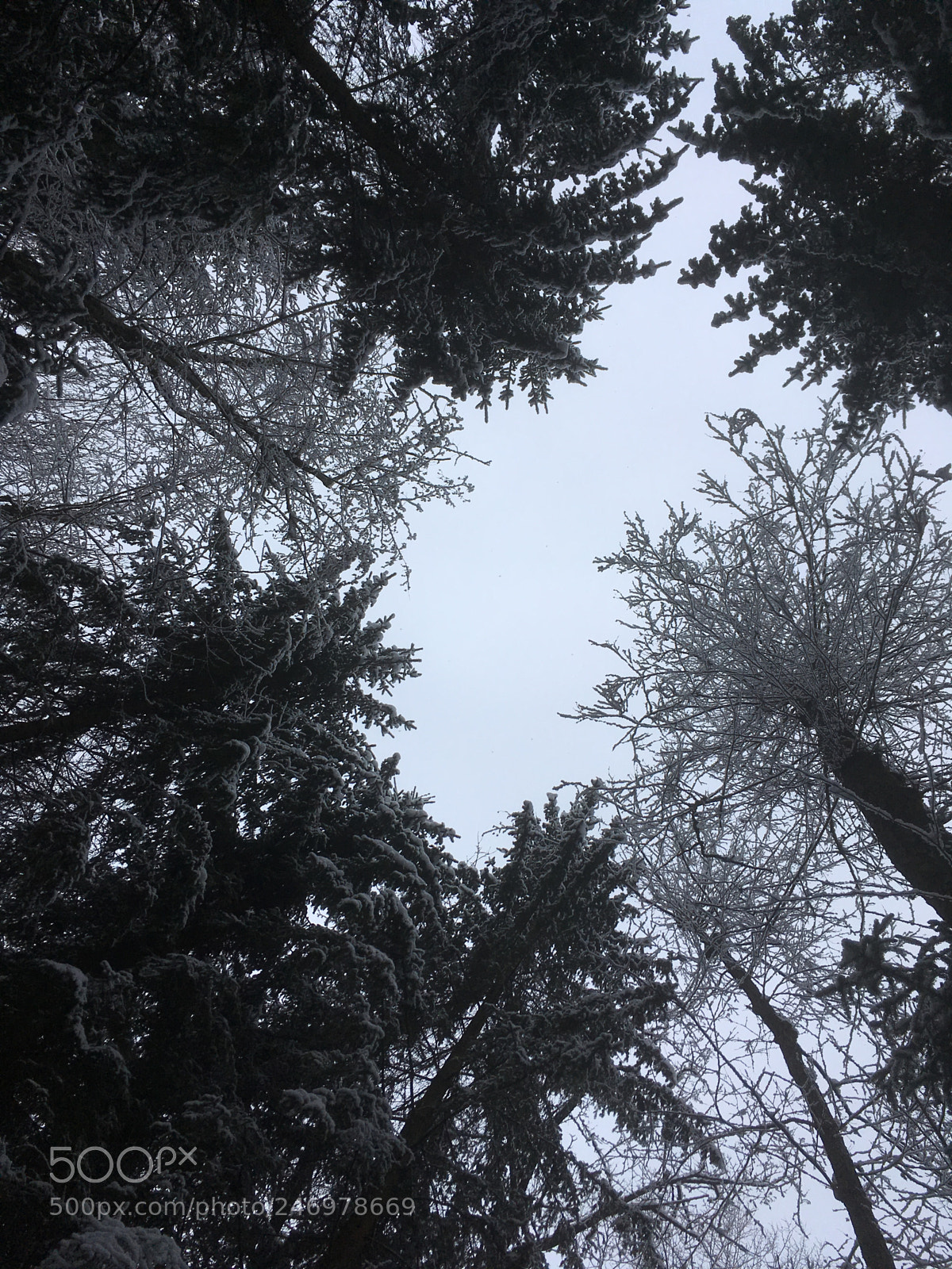 Apple iPhone SE sample photo. Untitled photography