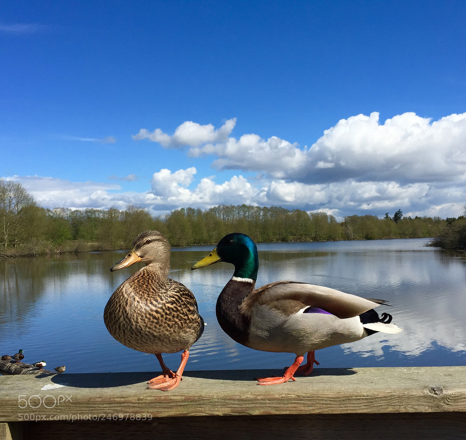 Apple iPhone 6 Plus sample photo. Adbf aafefe photography