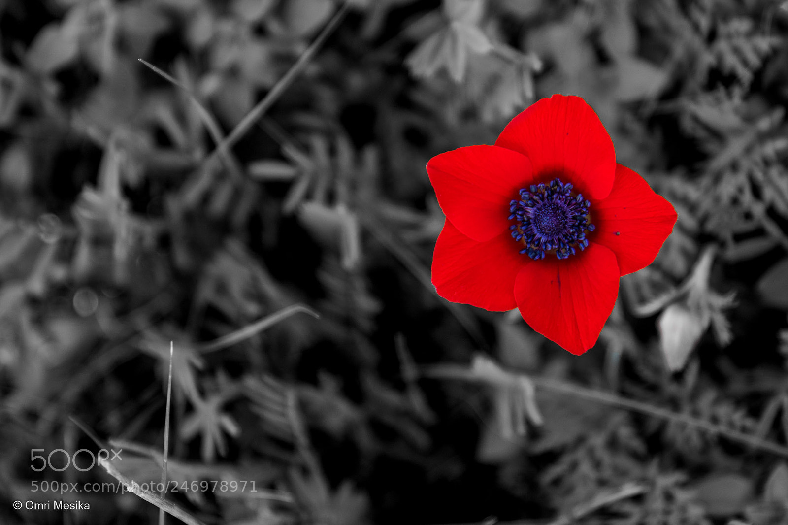 Canon EOS 7D Mark II sample photo. A drop of blood photography