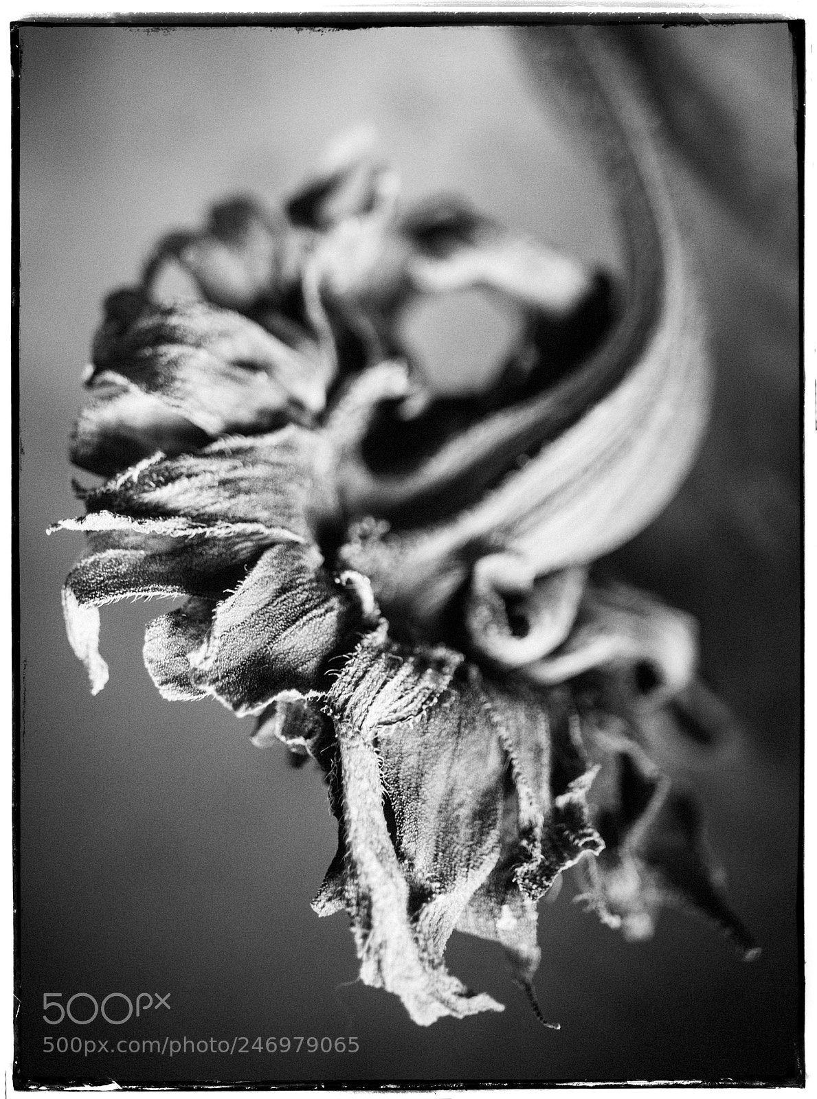 Sony a7 sample photo. Sunflower memory photography