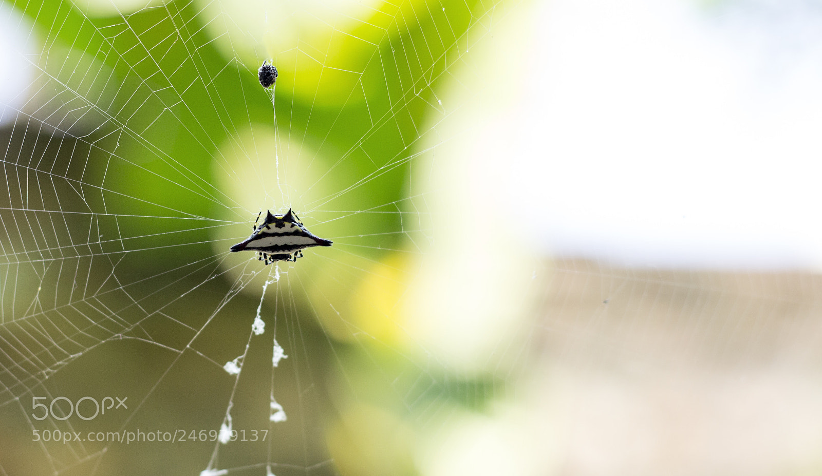 Canon EOS 600D (Rebel EOS T3i / EOS Kiss X5) sample photo. Spider black and white photography