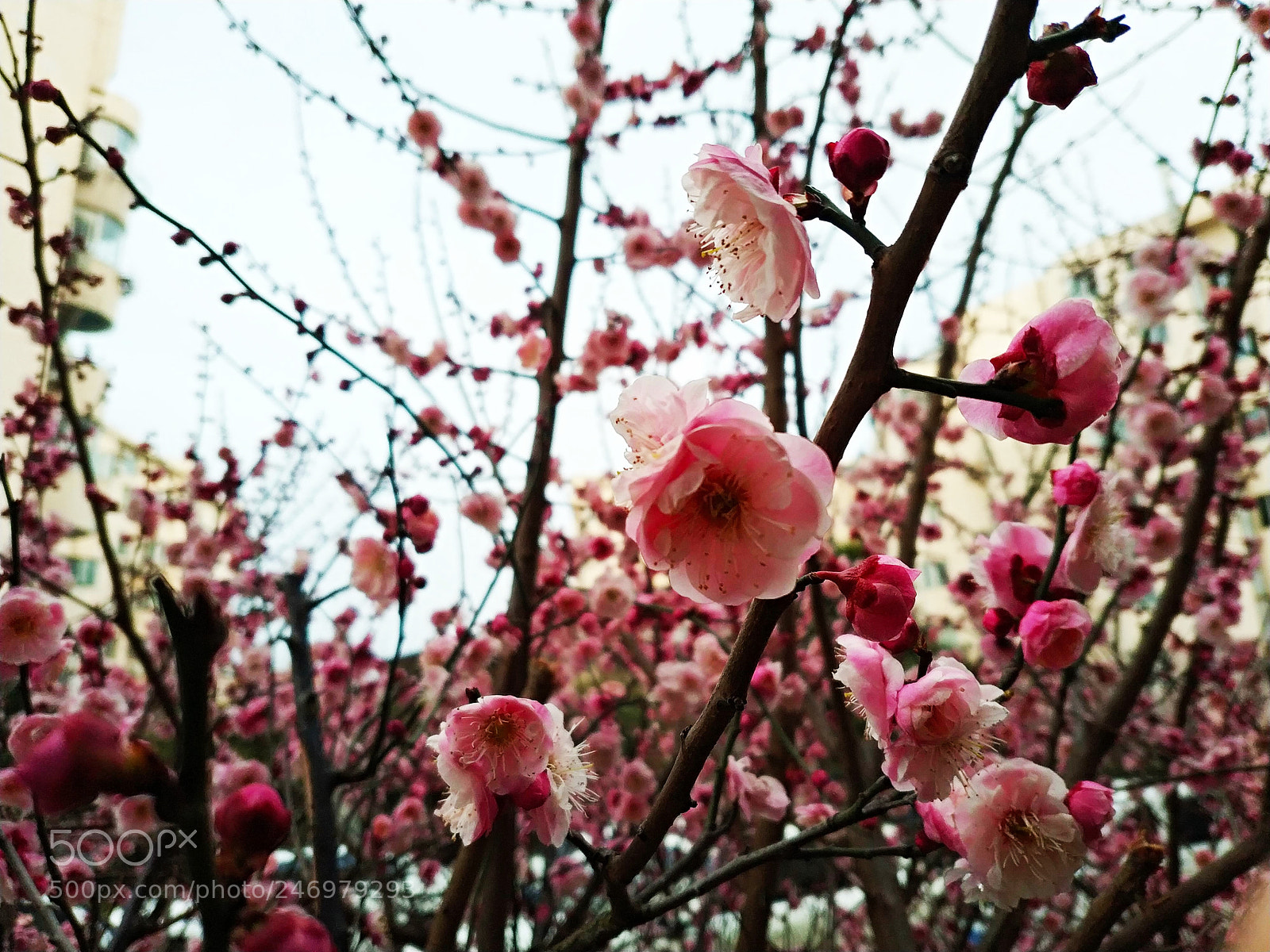 Xiaomi MIX 2 sample photo. Red plum blossom in photography