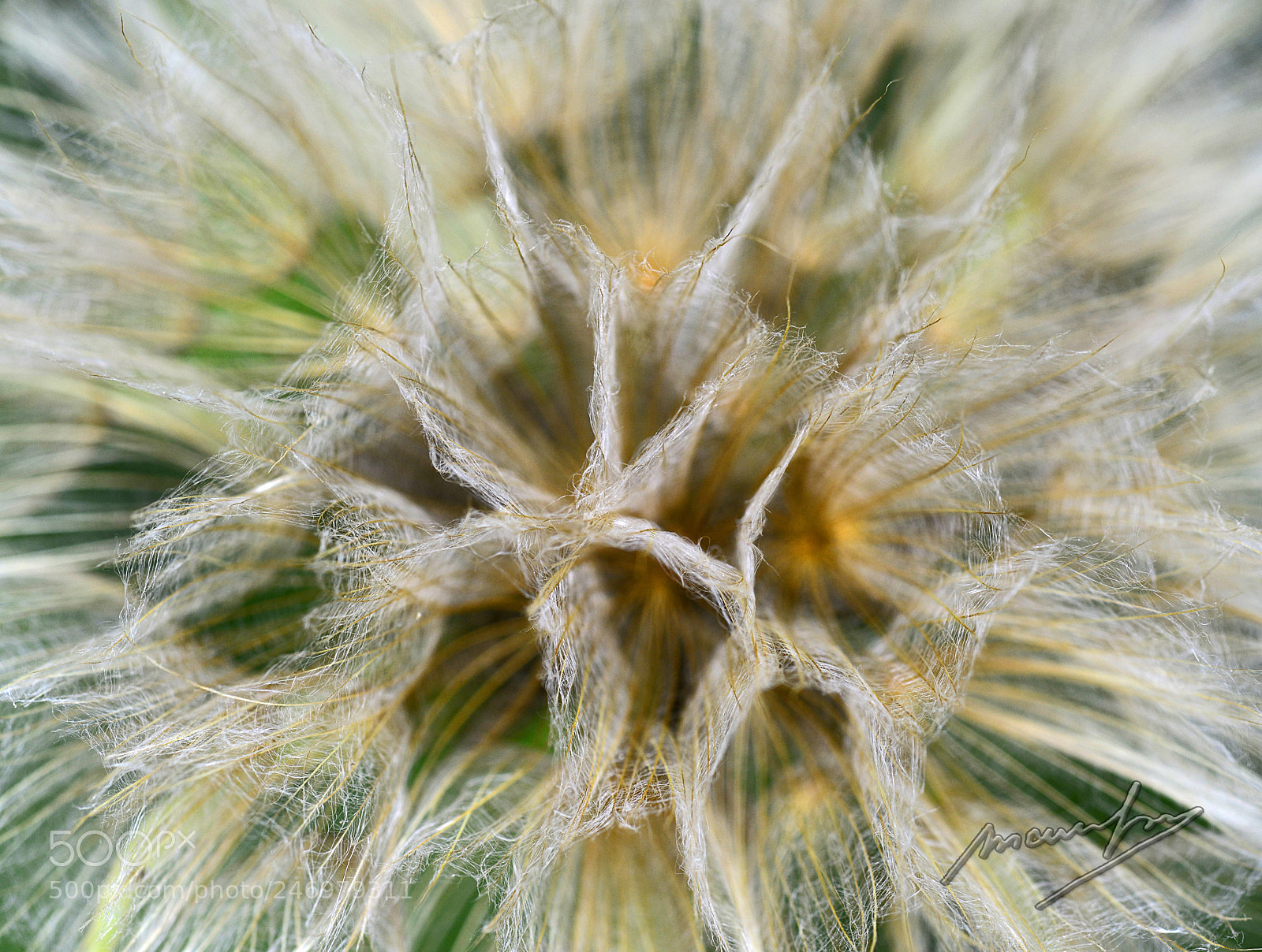 Nikon D800 sample photo. Mf photography
