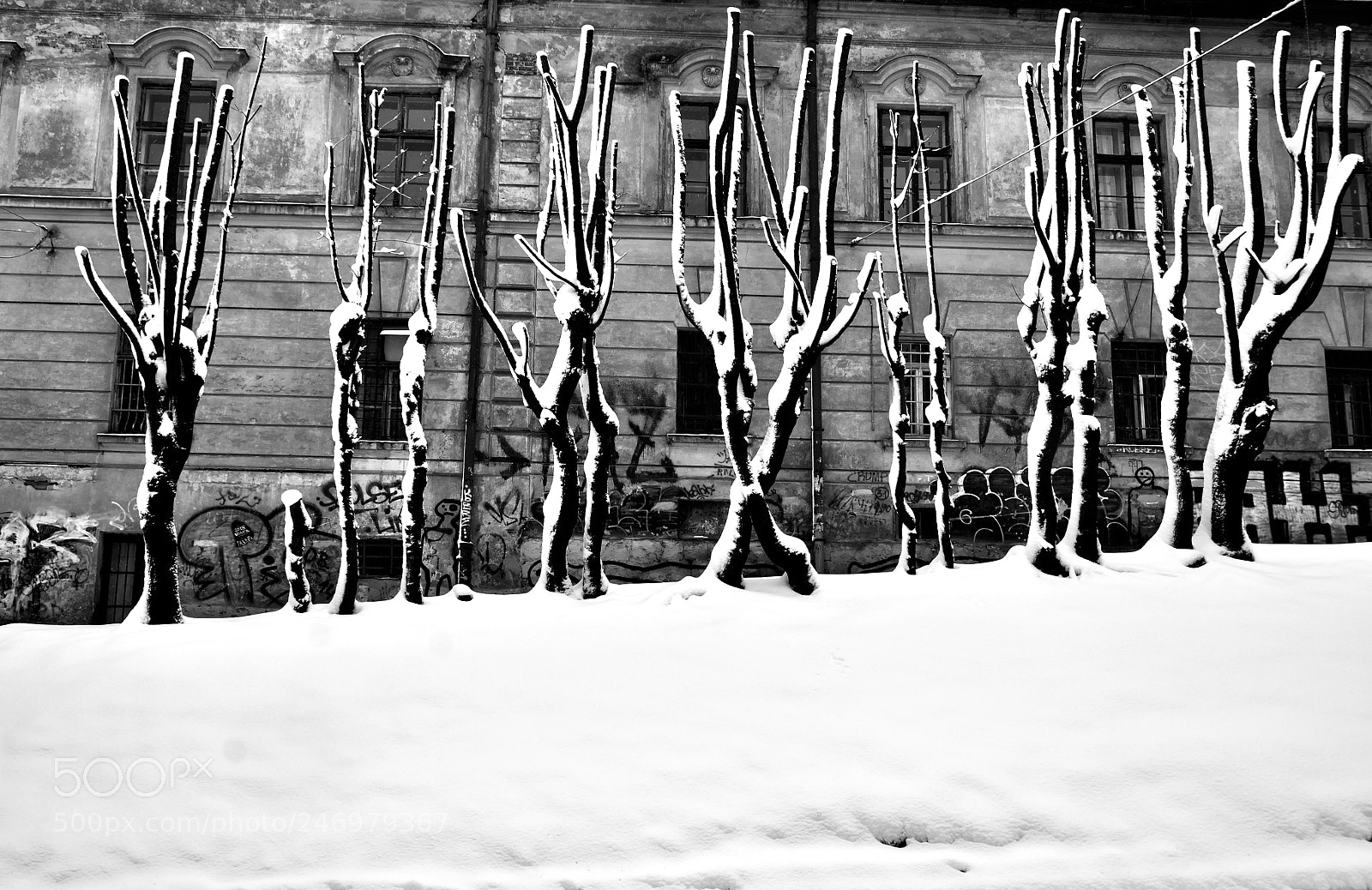 Nikon D7000 sample photo. Winter trees photography