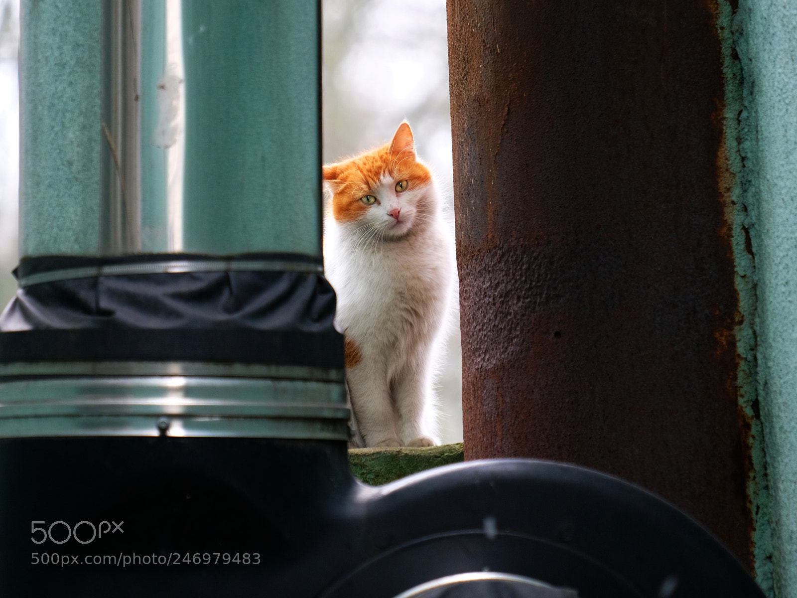 Fujifilm X-T20 sample photo. Curious cat photography