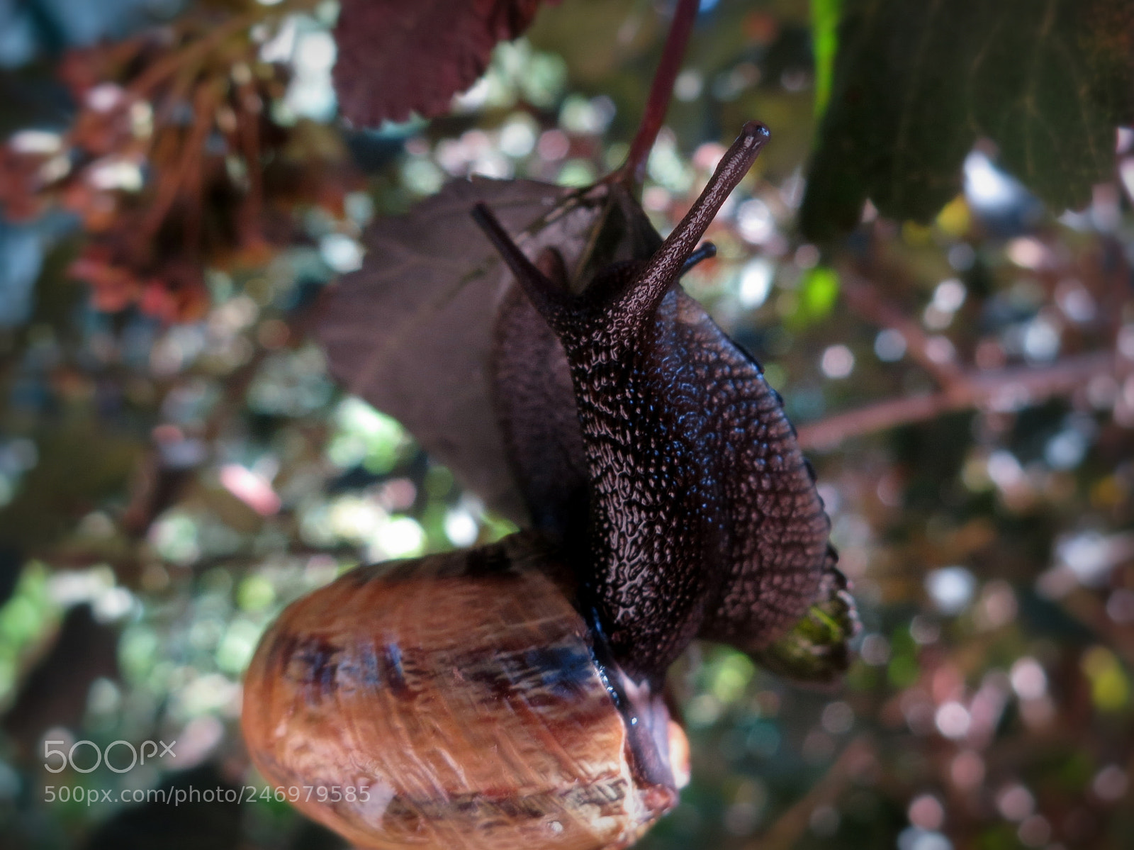 Canon PowerShot S100 sample photo. Black grape snail photography