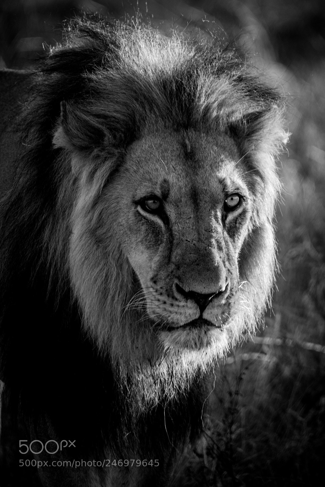 Canon EOS 7D Mark II sample photo. Kalahari royalty photography