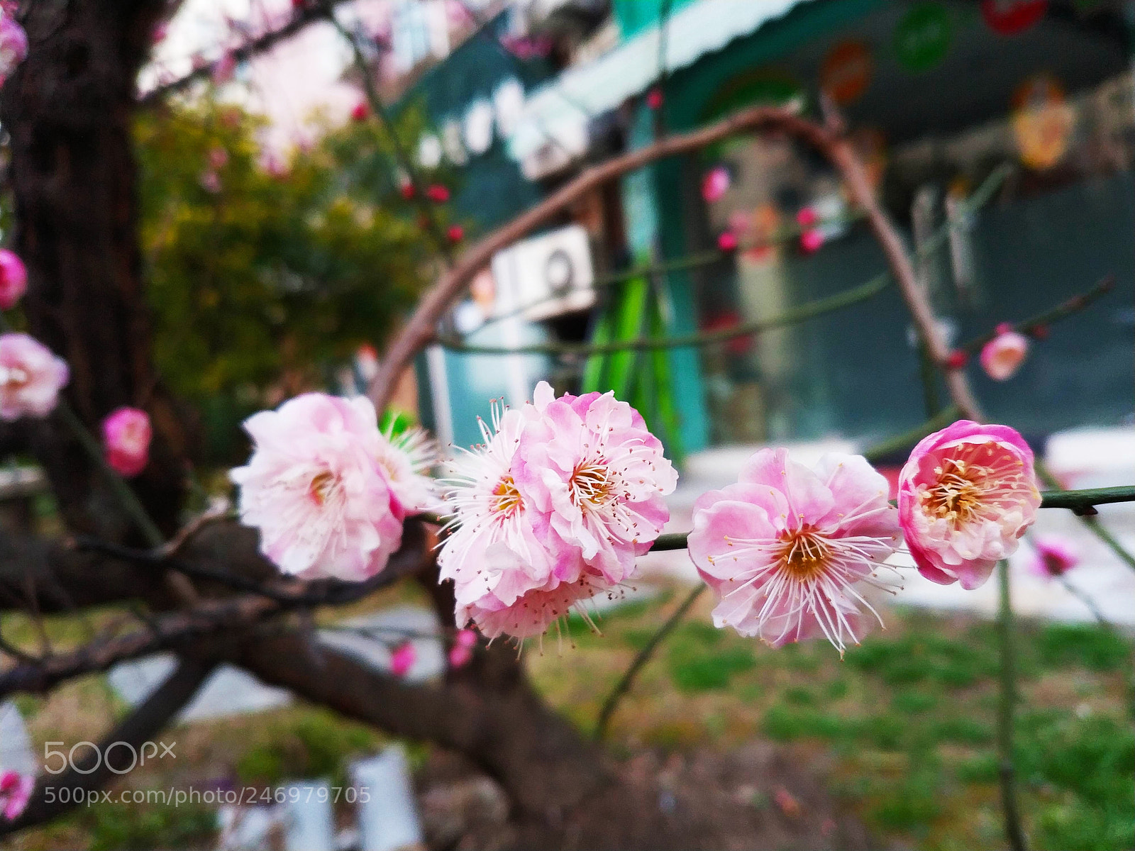 Xiaomi MIX 2 sample photo. Red plum blossom in photography