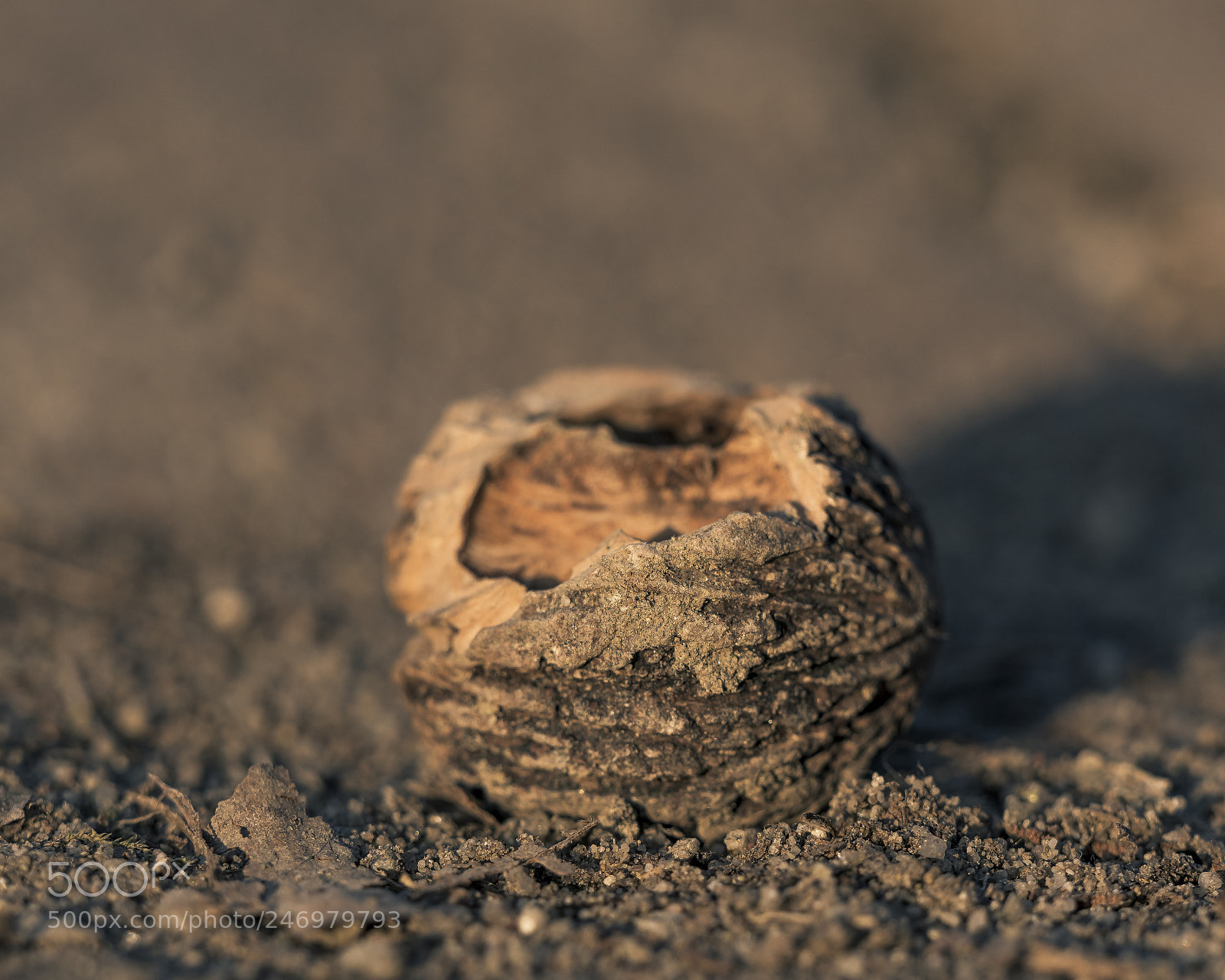 Olympus OM-D E-M5 II sample photo. Petrified walnut photography