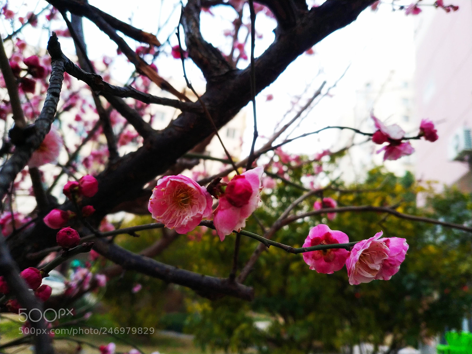 Xiaomi MIX 2 sample photo. Red plum blossom in photography