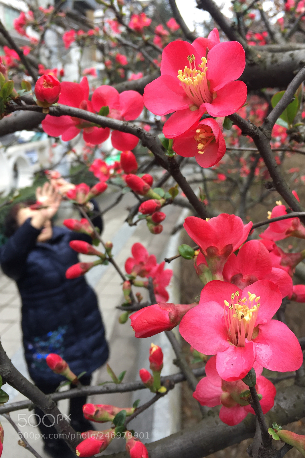 Apple iPhone 6 Plus sample photo. 海棠花开（手机摄影） photography
