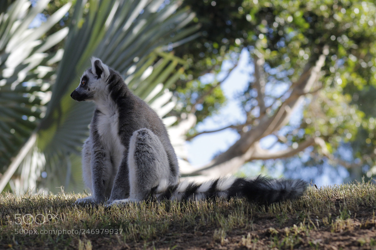 Canon EOS 1100D (EOS Rebel T3 / EOS Kiss X50) sample photo. Lemur photography