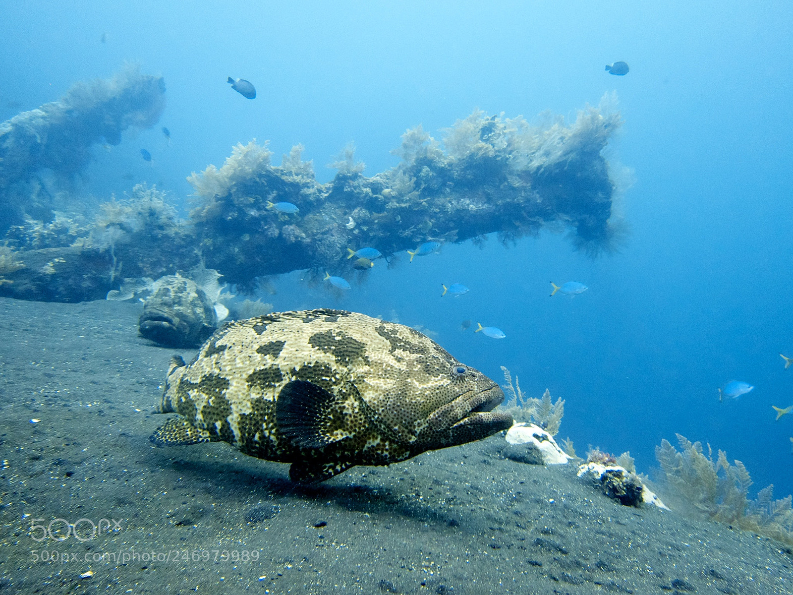 Canon PowerShot S95 sample photo. Grouper, bali photography