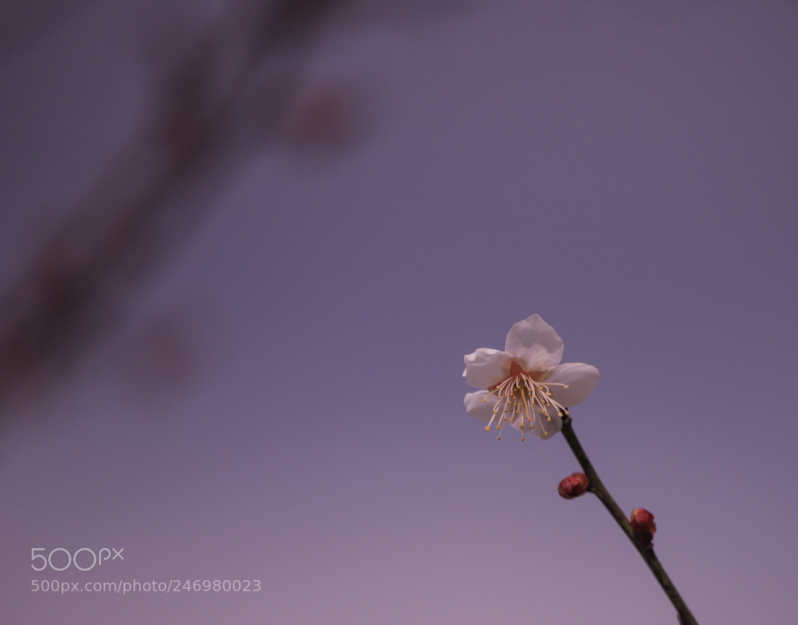 Canon EOS 6D Mark II sample photo. Aroma of plum photography