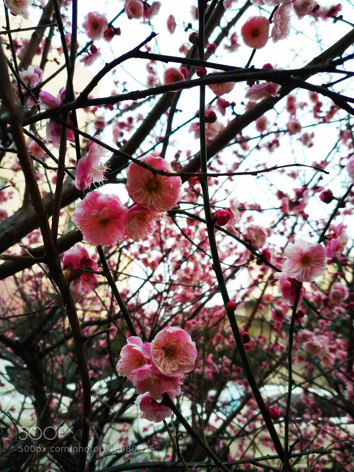 Xiaomi MIX 2 sample photo. Red plum blossom in photography