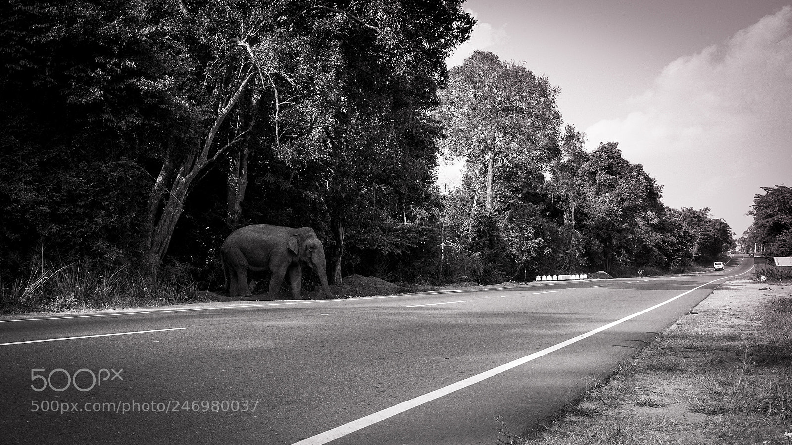 Leica D-Lux (Typ 109) sample photo. Sri lanka photography