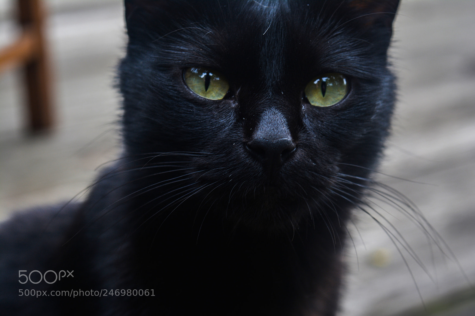 Nikon D5200 sample photo. Black cat photography