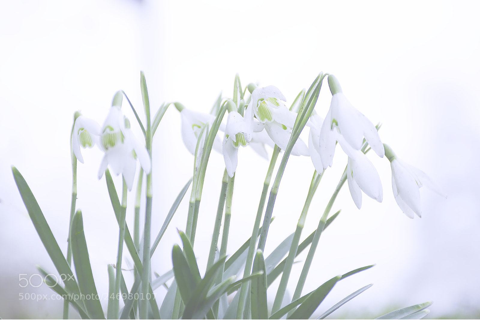 Nikon D7200 sample photo. Welcome spring. photography