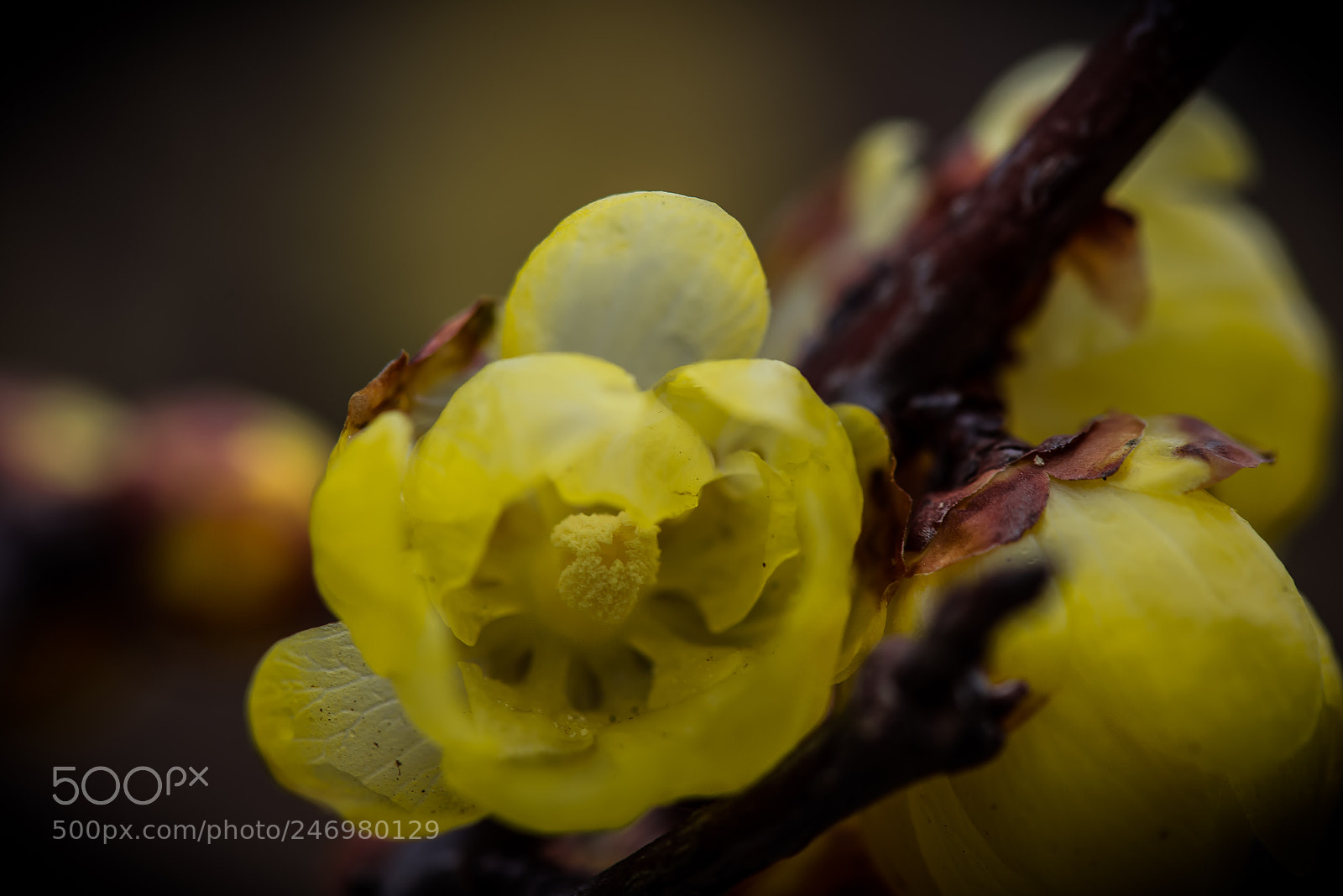 Nikon D800E sample photo. Plum blossom~ソシンロウバイ~ photography
