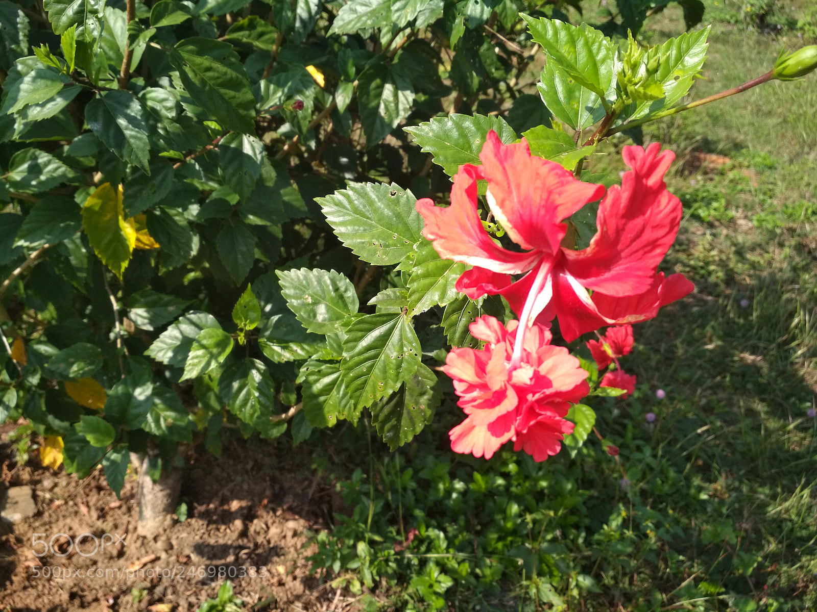 Xiaomi Redmi 4 Pro sample photo. Img_20171216_103120.jpg photography