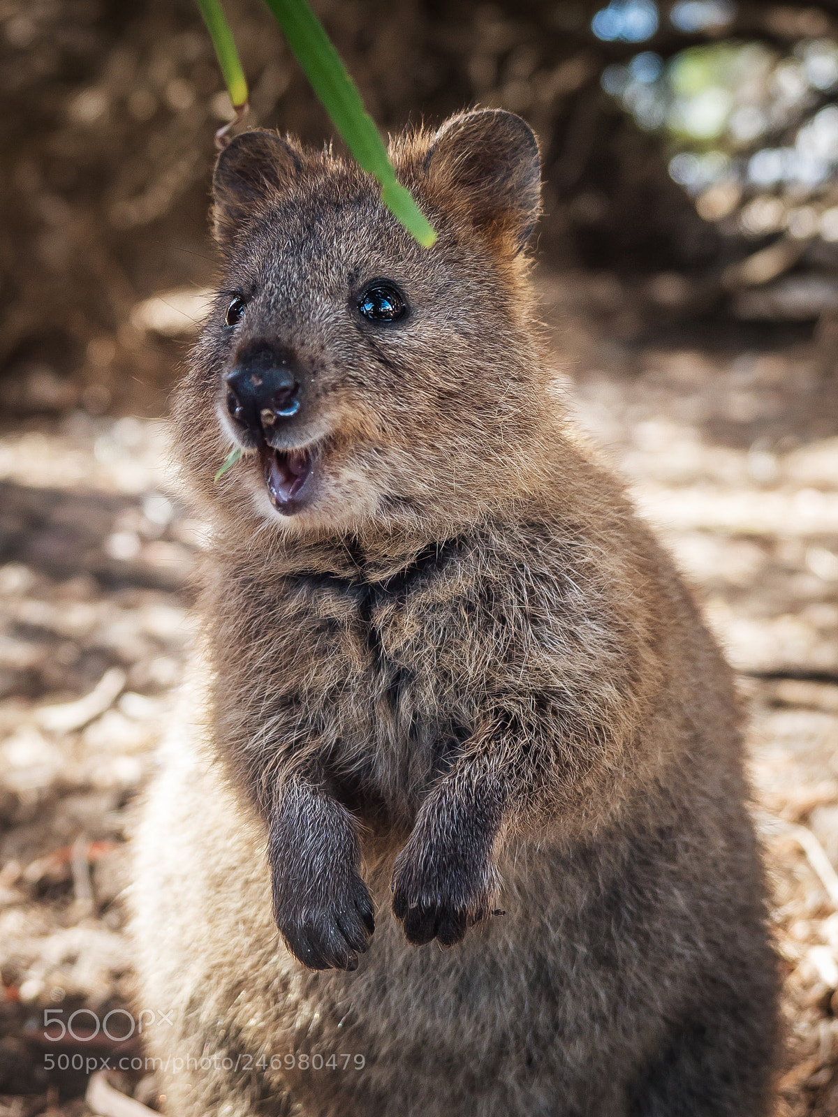 Olympus PEN-F sample photo. The adorable quokka from photography