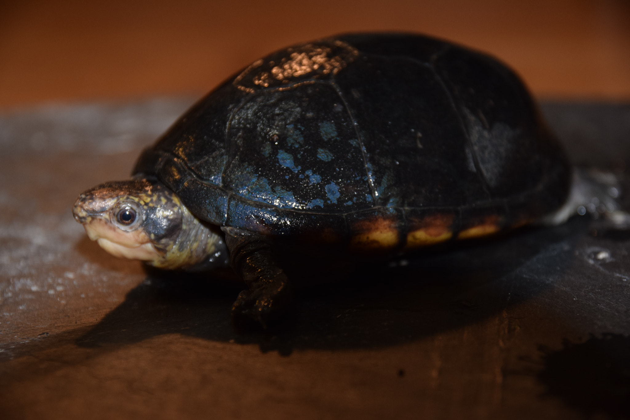 Sigma 17-70mm F2.8-4 DC Macro OS HSM | C sample photo. Smaug photography