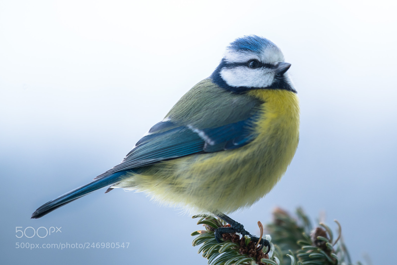 Sony a7R II sample photo. A lovely bird photography